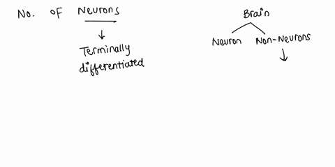 at-what-age-does-a-person-have-the-greatest-number-of-neuronsearly-in-life-during-adolescence-or-dur-81057