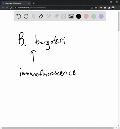one-of-the-tests-used-to-positively-diagnose-lyme-disease-is-immunofluorescence-microscopy-how-can-this-method-be-used-to-identify-a-pathogen-such-as-b-burgdorferi-in-a-blood-sample-identify-53167