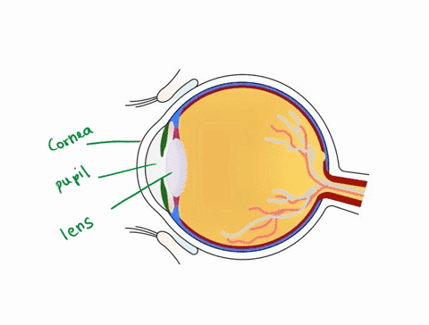 24-in-the-following-diagram-identify-the-structures-by-using-the-colors-indicated-lensyellow-irisdark-blue-scleragreen-choroidred-retinaorange-ciliarybody-brown-corneapurple-optic-nervelight-65298