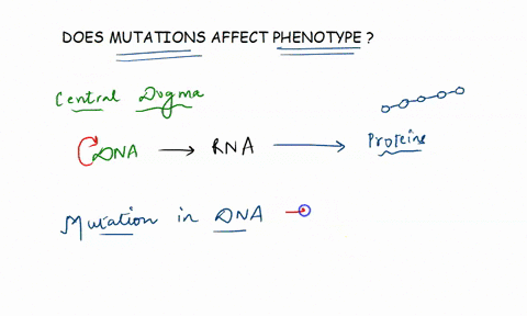 using-the-termsandprocessesofthe-central-dogma-explain-how-_-mutation-can-lead-to-change-in-the-phenotype-traits-of-an-organism-79603