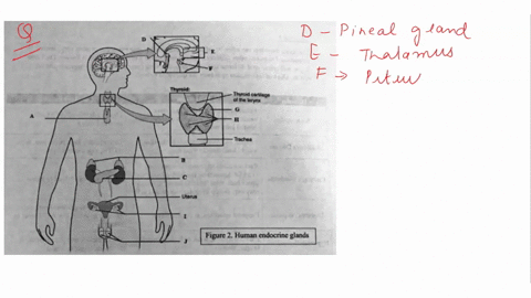 tlttdakhid-ul-iua-ltene-figure-human-endocrine-glands-adrcnocoricotropic-honon-acth-antidiuretic-horone-adh-insulin-lutcinizing-hormonc-lh-mclatonin-aldosterone-oxytocin-progesterone-prolact-85835