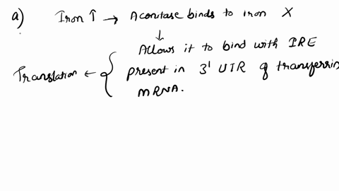 the-following-questions-pertain-to-iron-regulation-of-ferritin-and-transferrin-translation-describe-in-detail-what-would-happen-in-the-following-situations-note-when-i-talk-about-iron-concen-24337