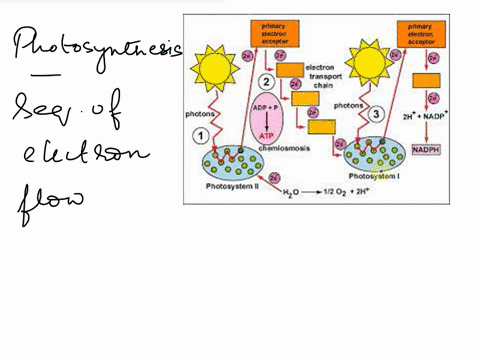 which-of-the-following-sequences-correctly-illustrates-the-flow-of-electron-during-photosynthesis-select-one-a-nadph-co2-hzo-photosystem-photosystem-ii-chzo-nadph-calvin-cycle-d-nadph-chloro-39377