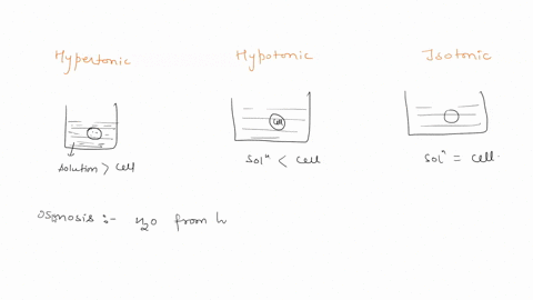 when-a-plant-cell-is-placed-in-a-very-hypotonic-solution-what-is-likely-to-occur-a-the-cell-will-become-soft-b-plasmolysis-will-shrink-the-interior-c-the-cell-will-burst-d-the-cell-will-beco-93344