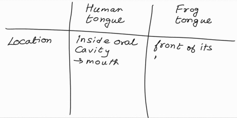what-is-the-difference-between-a-human-tongue-and-a-frogs-05088