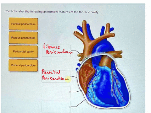 correctly-label-the-following-anatomical-features-of-the-thoracic-cavity-parietalpericardium-fibrous-pericardium-pericardial-cavity-visceralpericardium-74743