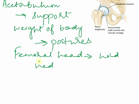 the-hip-joint-has-tiro-primary-functicn-in-the-body-1-the-hip-must-uppcit-the-weight-of-the-body-in-both-static-standing-and-dynamic-walking-running-postures-the-hip-must-allow-fcr-fictionle-80197