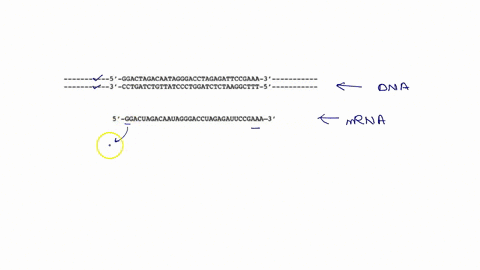 you-have-segment-of-dna-that-contains-the-following-sequence-ggactagacaatagggacctagagattccgaaa-3-cctgatctgttatccctggatctctaaggcttt-5-you-know-that-the-rna-transcribed-from-this-segment-conta-39735