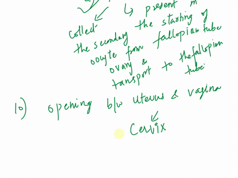 9-which-of-the-following-draws-the-secondary-oocyte-into-the-uterine-tube-a-fimbriae-b-cervix-c-vulva-d-fundus-e-corpus-cavernosa-10-which-of-the-above-is-the-opening-between-the-uterus-and-25995
