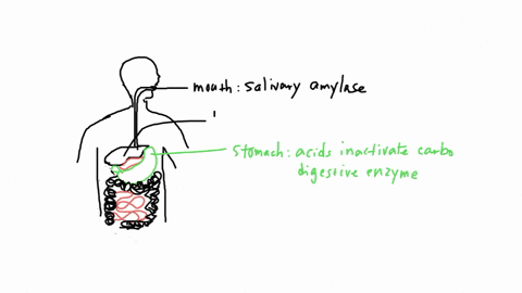 drag-each-description-of-a-digestive-or-metabolic-process-to-the-place-in-the-body-where-it-occurs-produces-maltase-lactase-and-sucrase-acid-inactivates-cambohydrate_-digesting-enzymes-produ-38659