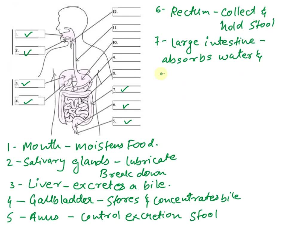 Draw a labelled diagram of human digestive system