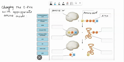 summarize-the-steps-involved-in-charging-trnas-with-their-appropriate-amino-acids-11766