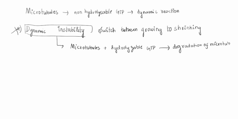 how-would-the-animation-of-microtubule-dynamics-change-after-adding-a-non-hydrolyzable-analog-of-gtp-to-the-cells-expressing-gfp-tubulin-choose-one-a-dynamic-instability-would-increase-as-mi-65304