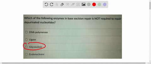 which-of-the-following-enzymes-in-base-excision-repair-is-not-required-t0-repair-depurinated-nucleotides-ididna-polymerase-mdl-ligase-imlglycosylase-mmendonuclease-36124