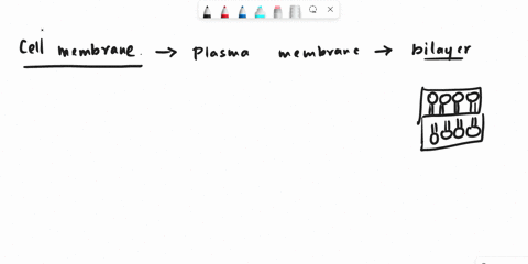 which-statements-accurately-describe-the-structure-of-the-cell-membrane-check-all-that-apply-the-cell-membrane-is-a-single-layer-of-phosphate-molecules-and-lipids-the-cell-membrane-is-a-doub-07854