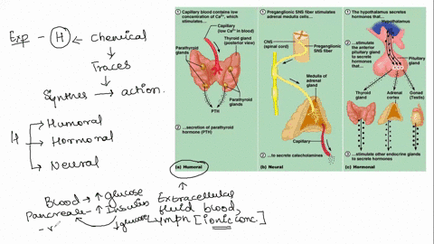 8-mechanisms-of-hormone-release-a-hormone-release-in-response-to-changing-levels-of-ions-or-nutrients-in-the-blood-b-hormone-release-in-response-to-stimulation-by-nerves-c-hormone-release-in-95046