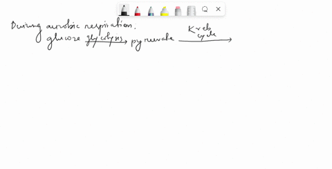 question-17-what-is-the-role-of-oxygen-gas-in-aerobic-respiration-a-to-provide-electrons-for-nadh-bto-provide-kinetic-energy-for-atp-synthase-to-accept-electrons-from-electron-transport-d-to-28976