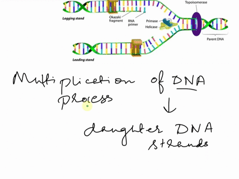 multiplication-of-dna-is-called-as-a-translation-b-replication-c-transduction-d-transcription-48357