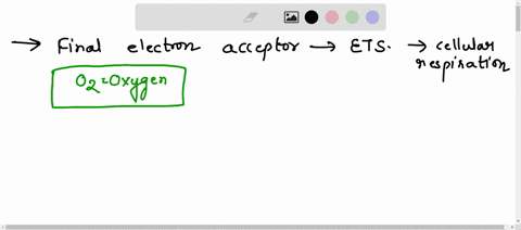 which-is-the-final-electron-acceptor-in-the-electron-transport-system-of-cellular-respiration-nadh-fadh2-oxygen-carbon-dioxide-06916