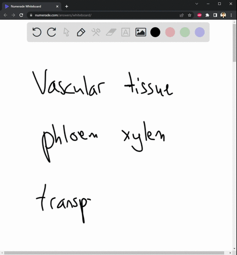 what-is-the-difference-between-vascular-and-nonvascular-plants-94895