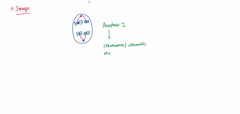 what-phase-of-meiosis-is-seen-in-the-image-below-metaphase-anaphase-ii-metaphase-ii-anaphase-20628