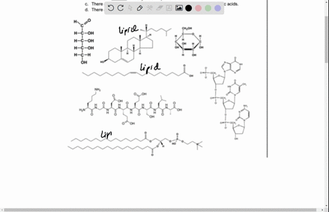 we-will-now-start-identifying-the-macromolecules-based-on-the-presence-or-absence-of-functional-groups-below-are-representations-of-each-of-the-macromolecules-we-will-learn-about-in-bis2a-fi-14484
