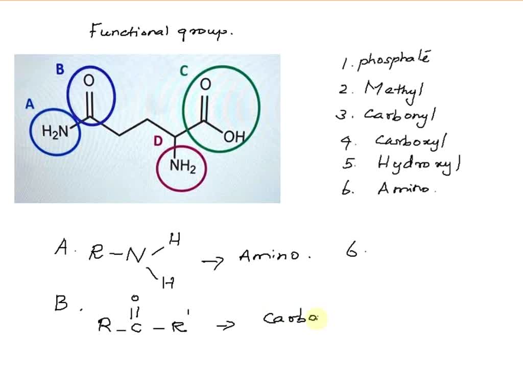 solved-consider-the-molecule-below-match-each-circled-functional
