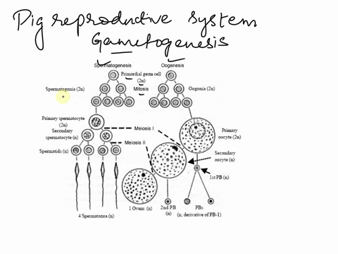 describe-the-path-taken-by-egg-or-sperm-cells-through-the-reproductive-tracks-of-female-and-male-pigs-respectively-please-give-me-a-good-long-answer-51485
