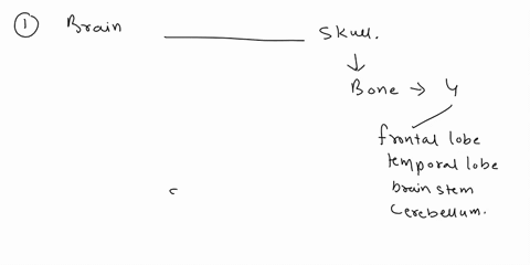 usingdirectionalterms-several-incomplete-statements-appear-belowcorrectly-complete-each-statement-by-choosing-the-appropriate-anatomical-term-from-the-choicesuse-each-term-only-once-anterior-48748