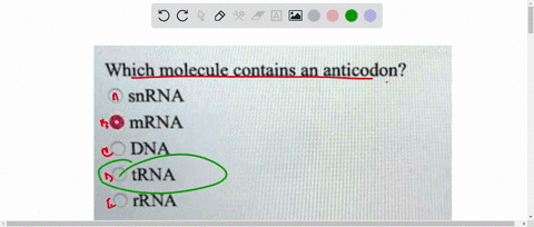 question-3-which-molecule-contains-an-anticodon-snrna-mrna-dna-trna-irna-19242