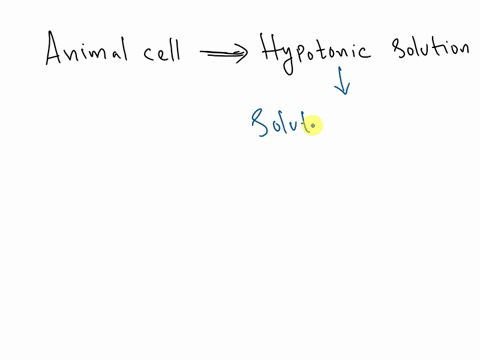 when-an-animal-cell-is-placed-in-a-hypotonic-solution-86048