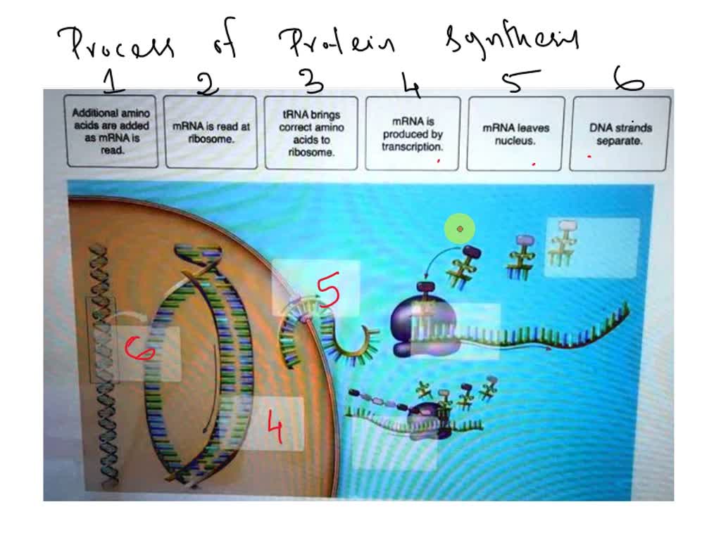 SOLVED: Place In The Correct Location Each Label Describing A Step In ...