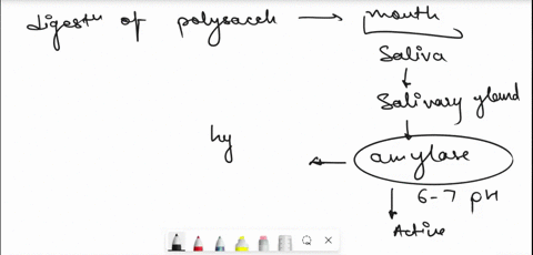 lab-activity-digestive-enzymes-fillin-the-blank-with-the-term-that-best-completes-the-statemen-catabolism-of-is-initiatcd-within-the-oral-cavty-by-the-enzyme-which-breaks-down-polysaccharide-88571