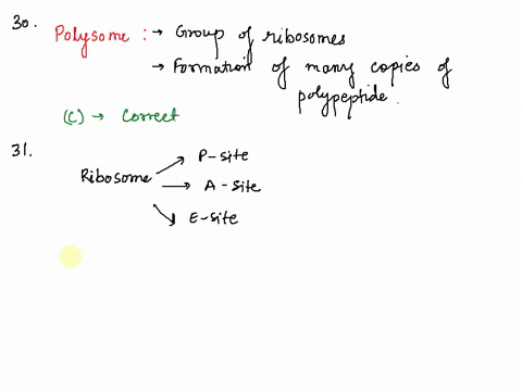 30-the-function-of-polyribosome-is-a-polynetizes-ribosomc-synthesis-b-trunsport-of-ribosome-c-increase-the-efficiency-of-protein-synthesis-associate-mrnatrna-and-protein-tcmqve-mntons-ine-fu-47156