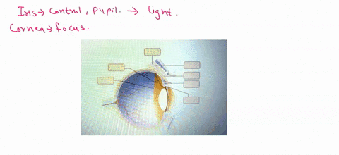 art-labeling-activityanatomy-of-the-eye-major-landmarks-and-features2-of-3-09012
