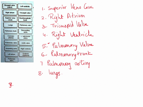10-place-the-labels-in-order-denoting-the-flow-of-blood-through-the-structures-of-the-heart-beginning-with-the-vena-cavae-bicuspid-valve-mitral-lelt-ventrice-poirts-15-right-atrium-tricuspid-54111