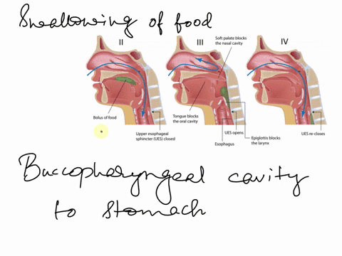 the-swallowing-of-food-from-buccopharyngeal-cavity-to-stomach-is-called-a-deglutition-b-mastication-c-peristalsis-d-ingestion-67435