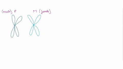 discuss-the-concepts-of-homologous-chromosomes-diploidy-and-haploidy-what-characteristics-do-two-h-3-50983