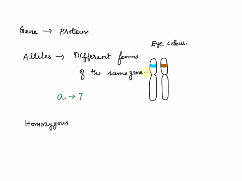 match-the-following-to-the-proper-definition-allele-an-organisms-physical-appearance-2-two-different-alleles-for-particular-trait-homozygous-3-will-be-expressed-if-paired-with-recessive-alle-37636