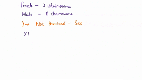 what-is-the-sexual-phenotype-of-fruit-flies-having-the-following-chromosomes-sex-chromosomes-autosomal-chromosomes-a-xx-all-normal-b-xy-all-normal-c-xo-all-normal-d-xxy-all-normal-e-xyy-all-normal-f-x