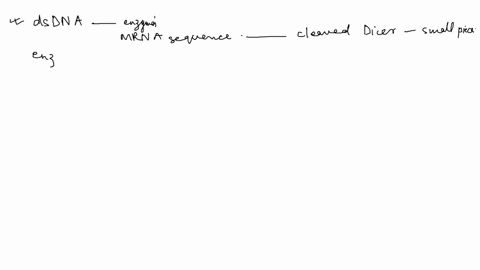 suppose-that-a-large-double-stranded-rna-dsrna-that-corresponds-to-an-enzymes-mrna-sequence-was-injected-into-a-eukaryotic-cell-this-dsrna-is-cleaved-by-dicer-into-smaller-pieces-normally-th-16776
