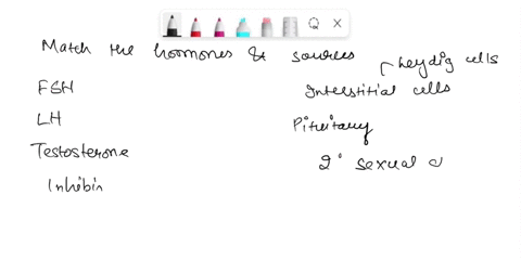 question-5-1-point-match-each-of-the-male-hormones-listed-below-with-the-structure-that-they-target-interstitial-cells-follicle-stimulating-hormone-fsh-pituitary-gland-luteinizing-hormone-lh-41755