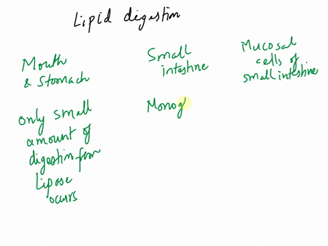 before-lipids-can-be-used-by-the-bodythey-must-first-be-digested-and-absorbed-classify-the-following-steps-in-lipid-digestion-based-on-where-they-occur-in-the-digestive-tract-mouth-and-stoma-51558