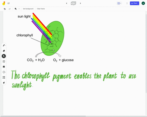 the-chlorophyll-pigment-enables-the-plant-to-use-sunlight-is-it-true-or-false-23627