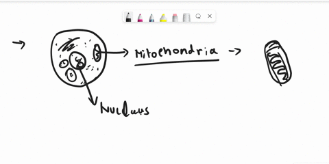 which-cell-organelle-in-the-cells-is-responsible-for-energy-production-46523