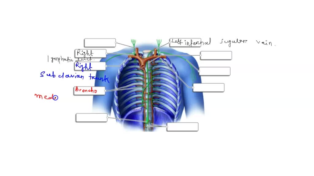 SOLVED: Identifying the Histological Components of the Adrenal Gland