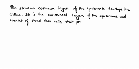 a-callus-may-develop-when-both-thin-and-thick-skin-are-subjected-to-repeated-pressure-which-layer-of-the-epidermis-develops-the-callus-a-stratum-spinosum-b-stratum-corneum-c-stratum-basale-d-01701