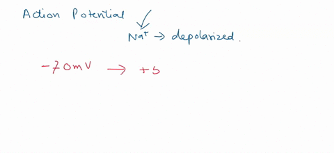 1-a-the-action-potential-changes-the-membrane-potential-from-mv-resting-to-mv-and-back-again-to-the-resting-membrane-potential-b-this-results-from-a-change-in-membrane-permeability-first-to-27731