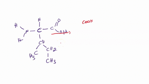 4-pts-on-this-diagram-of-an-amino-acid-clearly-label-h-nn-c-c-h-oh-ch-h3c-chz-ch3-the-r-group-or-side-chain-b-the-carbon-the-amino-group-the-carboxyl-group-3-pts-in-the-space-below-re-draw-t-23442