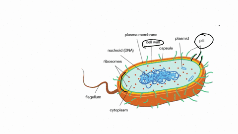 list-and-describe-the-major-cell-parts-that-are-found-in-prokaryotic-cells